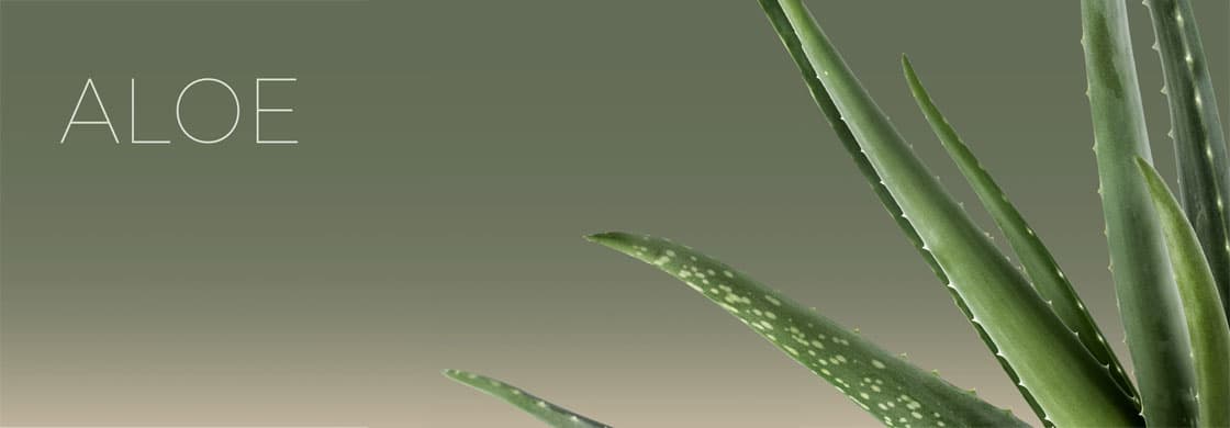 Aloe Vera për çdo problematikë të flokëve tuaj!