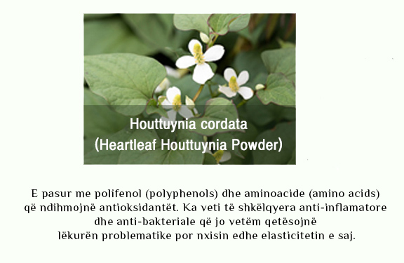 houttunya cordata flower image