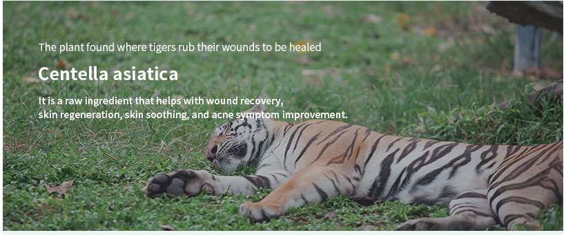tiger sitting in the grass and the Centella asiatica explanation on the image