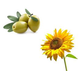 Olive and Sunflower Image